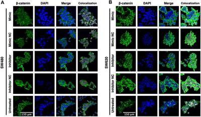 Exploring the impact of MiR-92a-3p on FOLFOX chemoresistance biomarker genes in colon cancer cell lines